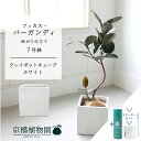 【スターターセット付】【クレイポットキューブ鉢カバー:ホワイト】フィカス・バーガンディ 曲がり 7号【サスティー/SUSTEE/リーフクリン/IBのチカラ/ミド...