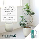 【スターターセット付】【バルーン鉢カバー:アンティークホワイト】シェフレラ・アンガスティフォリア 曲がり 7号【サスティー/SUSTEE/リーフクリン/IBのチカラ/ミドルサイズ 観葉植物 植物 インテリア おしゃれ 人気 お祝い 鉢植え 育てやすい 観葉 ギフト プレゼント】