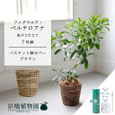 【スターターセット付】【バスケット鉢カバー:ブラウン】ファグラエア・ベルテロアナ 曲がり 7号【サスティー/SUSTEE/リーフクリン/IBのチカラ/ミドルサイ...