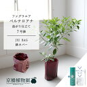【スターターセット付】【JIU BAG(ジウバッグ)】ファグラエア・ベルテロアナ 曲がり 7号【サスティー/SUSTEE/リーフクリン/IBのチカラ/ミドルサイ...