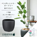 【スターターセット付】【カンサラ鉢カバー:ブラック】フィカス・ベンガレンシス・オードリー 7号【フロアサイズ/ベンガルゴム/シンプル/ブラック/黒/鉢植え/ギフ...
