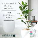 【スターターセット付】【カンサラ鉢カバー:ホワイト】フィカス・ベンガレンシス・オードリー 7号【フロアサイズ/ベンガルゴム/シンプル/ホワイト/白/鉢植え/ギフト/プレゼント/お祝い/新生活/おしゃれ/観葉/植物】