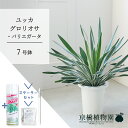 【SSクーポンあり】【SS特価品】【スターターセット付】ユッカ・グロリオサ・バリエガータ 7号【ミドルサイズ/床置き/御祝/新築祝い/観葉植物】【大型】