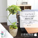 【スターターセット付】【バスケット鉢カバー:アイボリー】シェフレラ‘ハッピーイエロー’ 曲がり7号【黄斑入り】【ホンコンカポック】【ヤドリフカノキ】【ミドルサイズ/床置き/御祝/新築祝い/育てやすい/観葉植物/サスティー/SUSTEE/リーフクリン/IBのチカラ】【大型】
