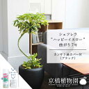 【スターターセット付】【カンサラ鉢カバー:ブラック】シェフレラ‘ハッピーイエロー’ 曲がり7号【黄斑入り】【ホンコンカポック】【ヤドリフカノキ】【ミドルサイズ/床置き/御祝/新築祝い/育てやすい/観葉植物/サスティー/SUSTEE/リーフクリン/IBのチカラ】【大型】