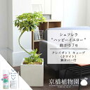 【スターターセット付】【クレイポットキューブ鉢カバー:ホワイト】シェフレラ”ハッピーイエロー”曲がり 7号【ミドルサイズ/インテリア/お祝い/開店祝い/新築祝い...