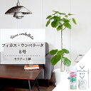 【スターターセット付】フィカス・ウンベラータ 8号【白セラアート鉢】【観葉植物/インテリア/おしゃれ/ナチュラル/鉢植え/贈り物/楽天/通販/ミドルサイズ/ゴム...