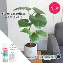 【スターターセット付】【マルモラウンドM】フィカス・ウンベラータ【受け皿付き】【観葉植物/インテリア/おしゃれ/ナチュラル/鉢植え/贈り物/楽天/通販/スモール...