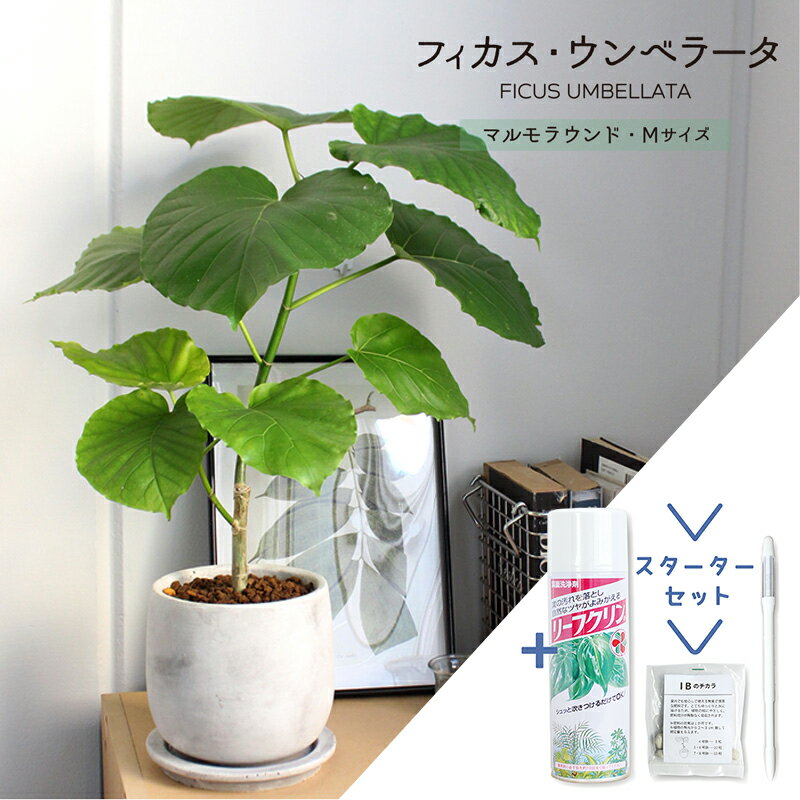 ウンベラータ 【スターターセット付】【マルモラウンドM】フィカス・ウンベラータ【受け皿付き】【観葉植物/インテリア/おしゃれ/ナチュラル/鉢植え/贈り物/楽天/通販/スモールサイズ/ゴムの木/サスティー/SUSTEE/リーフクリン/IBのチカラ】