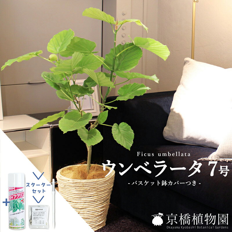 【30日はP5倍！】【スターターセット付】フィカス・ウンベラータ　7号【選べるバスケット鉢カバー付き】【観葉植物/インテリア/おしゃれ/ナチュラル/鉢植え/贈り物/楽天/通販/ミドルサイズ/ゴムの木/サスティー/SUSTEE/リーフクリン/IBのチカラ】【大型】