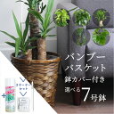 【スターターセット付】【バンブーバスケット鉢カバー】えらべる観葉植物・7号サイズ★パキラ/ウンベラータ/ユッカ/マッサンゲアナ/ポトス★【観葉植物/おしゃれ/ナチュラル/鉢植え/楽天/ミドルサイズ/サスティー/SUSTEE/リーフクリン/IBのチカラ】【大型】【父の日 ギフト】
