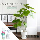 【20日はP5倍!】【スターターセット付】フィカス・ウンベラータ7号【白セラアート鉢/受け皿付き】【観葉植物/インテリア/おしゃれ/ナチュラル/鉢植え/贈り物/楽天/通販/ミドルサイズ/ゴムの木/サスティー/SUSTEE/リーフクリン/IBのチカラ】【大型】