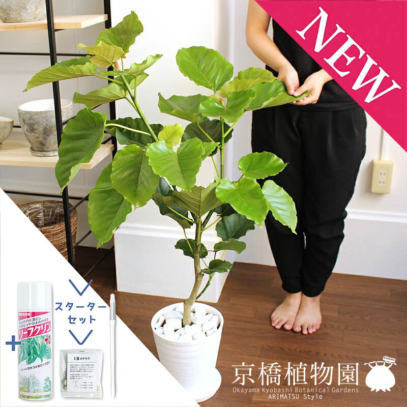 【30日はP5倍！】【スターターセット付】フィカス・ウンベラータ7号【白セラアート鉢/受け皿付き】【観葉植物/インテリア/おしゃれ/ナチュラル/鉢植え/贈り物/楽天/通販/ミドルサイズ/ゴムの木/サスティー/SUSTEE/リーフクリン/IBのチカラ】【大型】