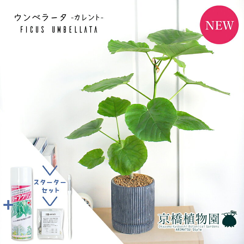 フィカス（ゴム） 【スターターセット付】【カレント/ブラック】フィカス・ウンベラータ【受け皿付き】5G【観葉植物/インテリア/おしゃれ/ナチュラル/鉢植え/贈り物/楽天/通販/スモールサイズ/ゴムの木/サスティー/SUSTEE/リーフクリン/IBのチカラ】