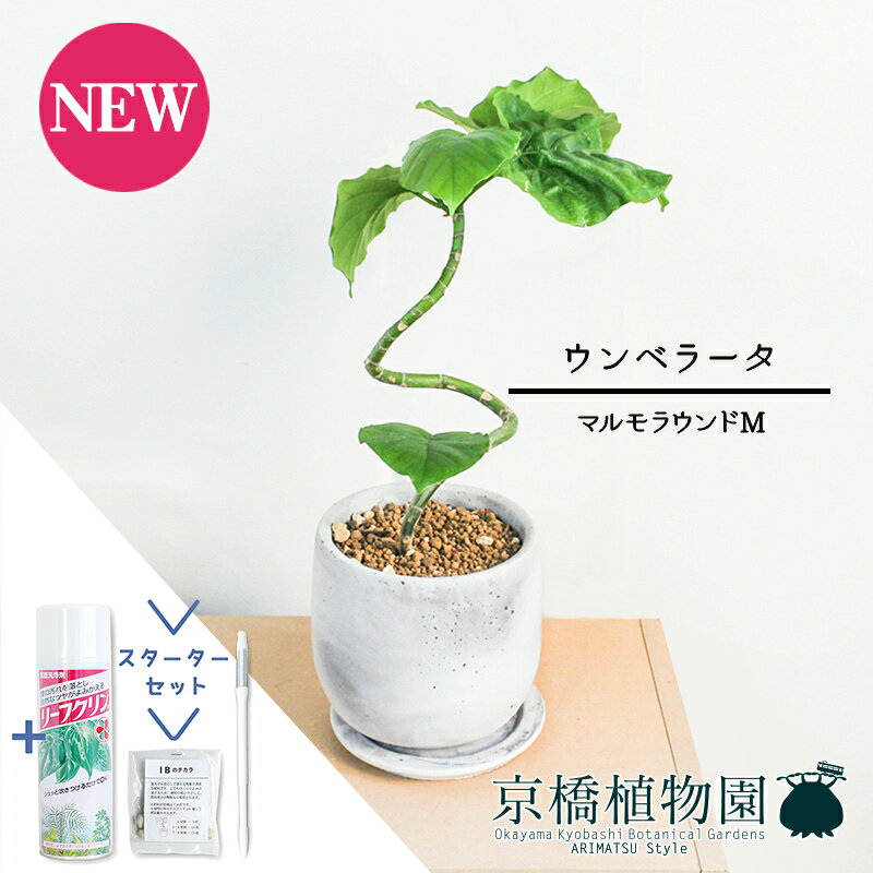 【30日はP5倍！】【スターターセット付】【マルモラウンドM】フィカス・ウンベラータ　曲がり【受け皿付き】4G【観葉植物/インテリア/おしゃれ/ナチュラル/鉢植え/贈り物/楽天/通販/ゴムの木/スモールサイズ/サスティー/SUSTEE/リーフクリン/IBのチカラ】