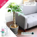 【スターターセット付】【エッグポット/グレー】パキラ【受け皿付き】【観葉植物/インテリア/おしゃれ/ナチュラル/鉢植え/贈り物/楽天/通販/ミドルサイズ/人気商...