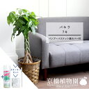 【スターターセット付】【バンブーバスケット鉢カバー】パキラ 7号【観葉植物/インテリア/おしゃれ/ナチュラル/鉢植え/贈り物/楽天/通販/ミドルサイズ/人気商品/サスティー/SUSTEE/リーフクリン/IBのチカラ】【大型】【父の日 ギフト】