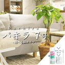 【スターターセット付】★選べる鉢タイプ★パキラ 7号【バスケット鉢カバー/セラアート鉢】【観葉植物/インテリア/おしゃれ/ナチュラル/鉢植え/贈り物/楽天/通販/ミドルサイズ/人気商品/サスティー/SUSTEE/リーフクリン/IBのチカラ】【大型】【父の日 ギフト】
