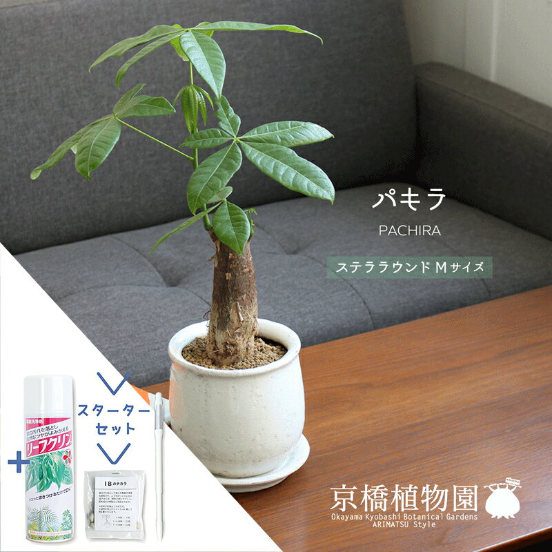 現品】バオバブの木 バオバブ・ディギタータ 7号鉢 発根済 Eく 現品】バオバブの木 バオバブ・ディギタータ 7号鉢 発根済 Eく