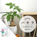 【20日はP5倍!】【スターターセット付】【マルモラウンドS/受け皿付き】パキラ【観葉植物/インテリア/おしゃれ/ナチュラル/鉢植え/贈り物/楽天/通販/スモールサイズ/人気商品/サスティー/SUSTEE/リーフクリン/IBのチカラ】【父の日 ギフト】