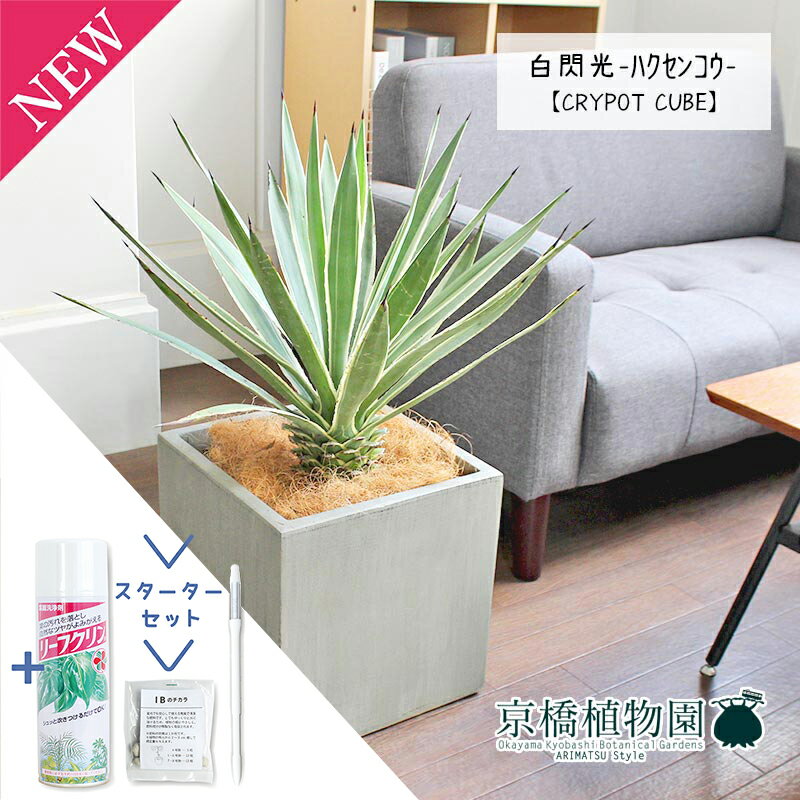 【25日はP5倍！】【マラソンクーポン有！】【スターターセット付】アガベ　白閃光（ハクセンコウ）【大型】