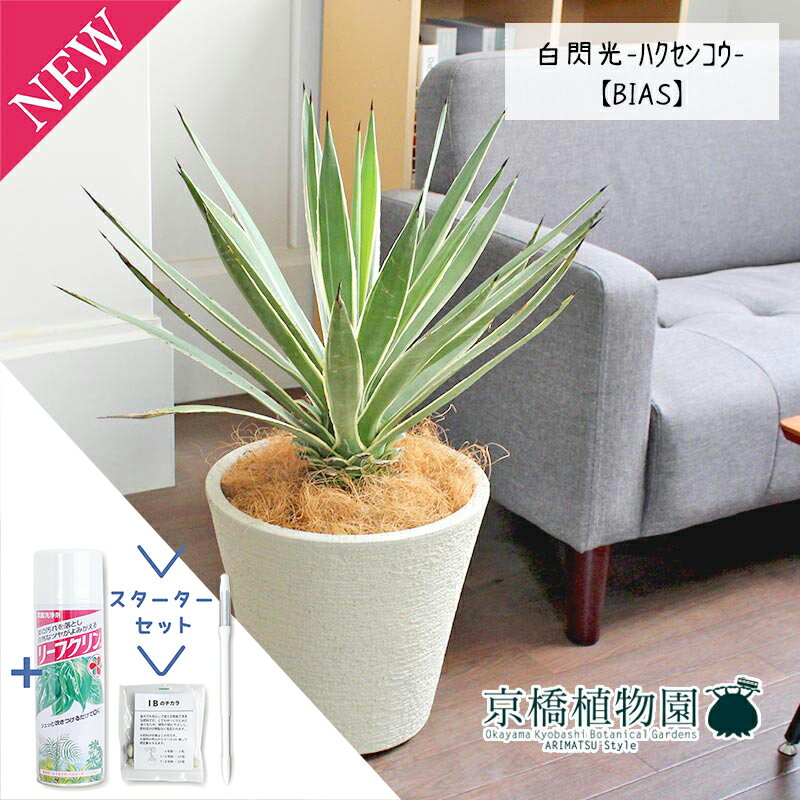 【スターターセット付】アガベ　白閃光（ハクセンコウ） 8号【ビアス鉢カバー/ホワイト】【ミドルサイズ】