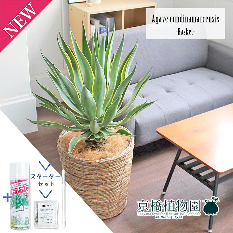 【SSクーポンあり】【スターターセット付】アガベ・ベネズエラ 10号【バスケット鉢カバー付き/ブラウン..