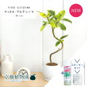 【15日はP5倍!】【スターターセット付】【テート/陶器鉢】フィカス・アルテシーマ 曲がり【受け皿付き】4G【観葉植物/インテリア/おしゃれ/ナチュラル/鉢植え/贈り物/楽天/通販/スモールサイズ/人気商品/ゴムの木/サスティー/SUSTEE/リーフクリン/IBのチカラ】