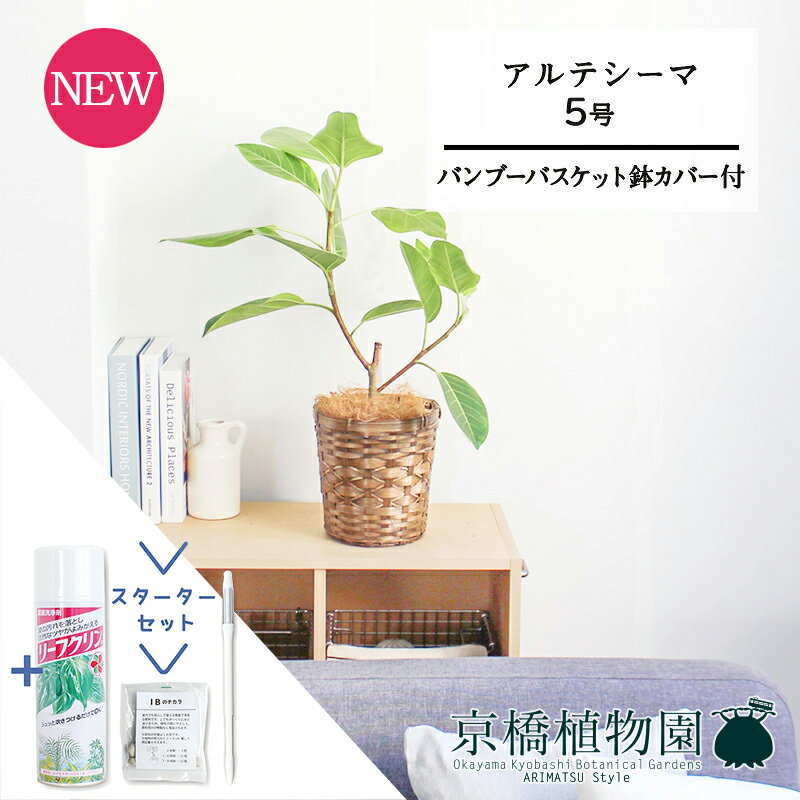 【30日はP5倍！】【スターターセット付】【バンブーバスケット鉢カバー】フィカス・アルテシーマ　5号【観葉植物/インテリア/おしゃれ/ナチュラル/鉢植え/贈り物/楽天/通販/スモールサイズ/人気商品/ゴムの木/サスティー/SUSTEE/リーフクリン/IBのチカラ】