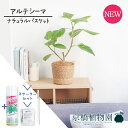 【5日はP5倍!】【SS特価品】【スターターセット付】【ナチュラルバスケット鉢カバー】フィカス・アルテシーマ 5号【観葉植物/インテリア/おしゃれ/ナチュラル/鉢植え/贈り物/楽天/通販/スモールサイズ/人気商品/ゴムの木/サスティー/SUSTEE/リーフクリン/IBのチカラ】