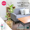 【5日はP5倍!】【スターターセット付】【ナチュラルバスケット鉢カバー】フィカス・アルテシーマ 7号 曲がり【観葉植物/インテリア/おしゃれ/ナチュラル/鉢植え/贈り物/楽天/通販/ミドルサイズ/人気商品/ゴムの木/サスティー/SUSTEE/リーフクリン/IBのチカラ】【大型】