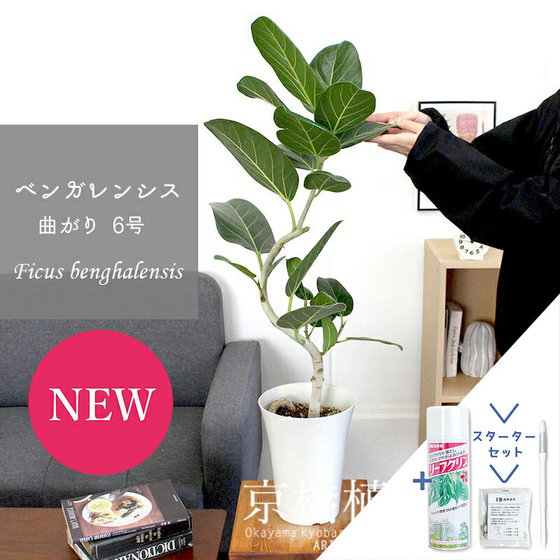 フィカス（ゴム） 【スターターセット付】フィカス・ベンガレンシス　6号　曲がり【白プラスチック鉢】【観葉植物/インテリア/おしゃれ/ナチュラル/鉢植え/贈り物/楽天/通販/ミドルサイズ/人気商品/ゴムの木/サスティー/SUSTEE/リーフクリン/IBのチカラ】