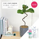 【25日はP5倍!】【スターターセット付】【カレント/ブラック】カシワバゴムノキ バンビーノ 曲がり【受け皿付き】4G【観葉植物/インテリア/おしゃれ/ナチュラ...