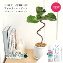 【15日はP5倍!】【スターターセット付】カシワバゴムノキ バンビーノ 曲がり【ステララウンドM/受け皿付き】4G【観葉植物/インテリア/おしゃれ/ナチュラル/鉢植え/贈り物/楽天/通販/スモールサイズ/フィカス/人気商品/サスティー/SUSTEE/リーフクリン/IBのチカラ】