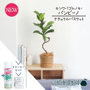 【スターターセット付】【ナチュラルバスケット鉢カバー】カシワバゴムノキ バンビーノ 曲がり 6号【観葉植物/インテリア/おしゃれ/ナチュラル/鉢植え/贈り物/楽天/通販/ミドルサイズ/フィカス/人気商品/サスティー/SUSTEE/リーフクリン/IBのチカラ】