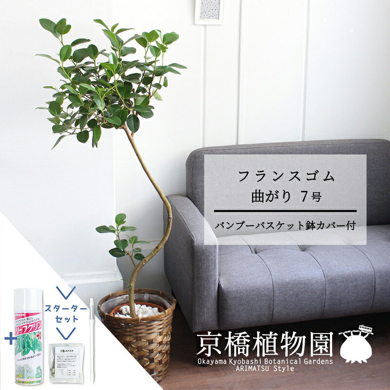 【30日はP5倍！】【スターターセット付】【バンブーバスケット鉢カバー】フランスゴム　曲がり　7号【観葉植物/インテリア/おしゃれ/ナチュラル/鉢植え/贈り物/楽天/通販/ミドルサイズ/ゴムの木/人気商品/サスティー/SUSTEE/リーフクリン/IBのチカラ】【大型】