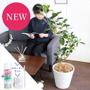 【SSクーポンあり】【スターターセット付】フランスゴム 曲がり 7号【ビアス鉢カバー/ホワイト】【観葉植物/インテリア/おしゃれ/ナチュラル/鉢植え/贈り物/楽天/通販/ミドルサイズ/ゴムの木/人気商品/サスティー/SUSTEE/リーフクリン/IBのチカラ】【大型】