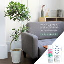 【スターターセット付】フランスゴム 曲がり 7号【白セラアート鉢/受け皿付き】【観葉植物/インテリア/おしゃれ/ナチュラル/鉢植え/贈り物/楽天/通販/ミドルサイズ/ゴムの木/人気商品/サスティー/SUSTEE/リーフクリン/IBのチカラ】【大型】
