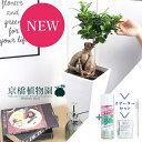 【スターターセット付】ガジュマル 7号【白スクエア鉢】【観葉植物/インテリア/おしゃれ/ナチュラル/鉢植え/贈り物/楽天/通販/ミドルサイズ/ゴムの木/人気商品/サスティー/SUSTEE/リーフクリン/IBのチカラ】【大型】【父の日 ギフト】