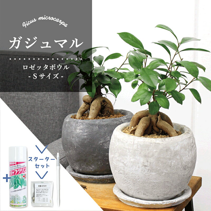 【マラソンクーポン有！】【スターターセット付】ガジュマル【ロゼッタボウル/受け皿付き】【観葉植物/インテリア/おしゃれ/ナチュラル/鉢植え/贈り物/楽天/通販/スモールサイズ/ゴムの木/人気商品/サスティー/SUSTEE/リーフクリン/IBのチカラ】