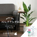 【15日はP5倍!】【スターターセット付】【マルモラウンドL/受け皿付き】ストレチア/ストレリチア・レギネ【観葉植物/インテリア/おしゃれ/ナチュラル/鉢植え/...