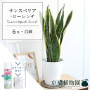 【スターターセット付】サンスベリア・ローレンチ 6号【観葉植物/インテリア/おしゃれ/ナチュラル/鉢植え/贈り物/楽天/通販/ミドルサイズ/人気商品/トラノオ/サンセベリア/サスティー/SUSTEE/リーフクリン/IBのチカラ】【父の日 ギフト】