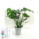 【スターターセット付】モンステラ 6号【観葉植物/インテリア/おしゃれ/ナチュラル/鉢植え/贈り物/楽天/通販/ミドルサイズ/人気商品/育てやすい/初心者/サス...