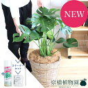 【スターターセット付】モンステラ 8号【バスケット鉢カバー/ブラウン】【観葉植物/インテリア/おしゃれ/ナチュラル/鉢植え/贈り物/楽天/通販/ミドルサイズ/人...