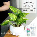 【SSクーポンあり】【スターターセット付】【テート/陶器鉢】ポトス【受け皿付き】【観葉植物/インテリア/おしゃれ/ナチュラル/鉢植え/贈り物/楽天/通販/スモールサイズ/人気商品/サスティー/SUSTEE/リーフクリン/IBのチカラ】