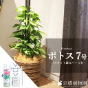 【マラソンクーポン有】【スターターセット付】ポトス 7号【選べるバスケット鉢カバー付き】【観葉植物/インテリア/おしゃれ/ナチュラル/鉢植え/贈り物/楽天/通販/ミドルサイズ/人気商品/サスティー/SUSTEE/リーフクリン/IBのチカラ】【大型】【父の日 ギフト】