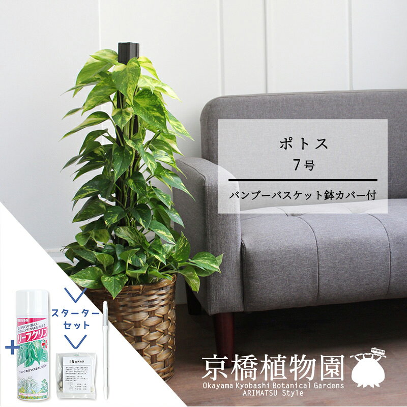 【30日はP5倍！】【スターターセット付】【バンブーバスケット鉢カバー】ポトス　7号【観葉植物/インテリア/おしゃれ/ナチュラル/鉢植え/贈り物/楽天/通販/ミドルサイズ/人気商品/サスティー/SUSTEE/リーフクリン/IBのチカラ】【大型】