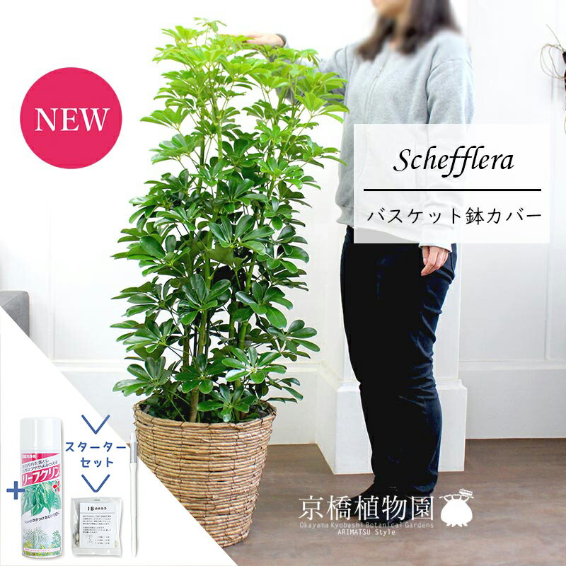 【マラソンクーポン有！】【スターターセット付】【シェフレラ】ホンコンカポック　グリーン　8号【バスケット鉢カバー/ブラウン】【観葉植物/インテリア/おしゃれ/ナチュラル/鉢植え/贈り物/楽天/通販/ミドルサイズ/サスティー/SUSTEE/リーフクリン/IBのチカラ】【大型】