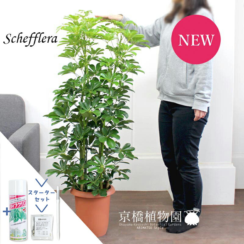 【30日はP5倍！】【スターターセット付】【シェフレラ】ホンコンカポック　グリーン　8号【観葉植物/インテリア/おしゃれ/ナチュラル/鉢植え/贈り物/楽天/通販/ミドルサイズ/サスティー/SUSTEE/リーフクリン/IBのチカラ】【大型】