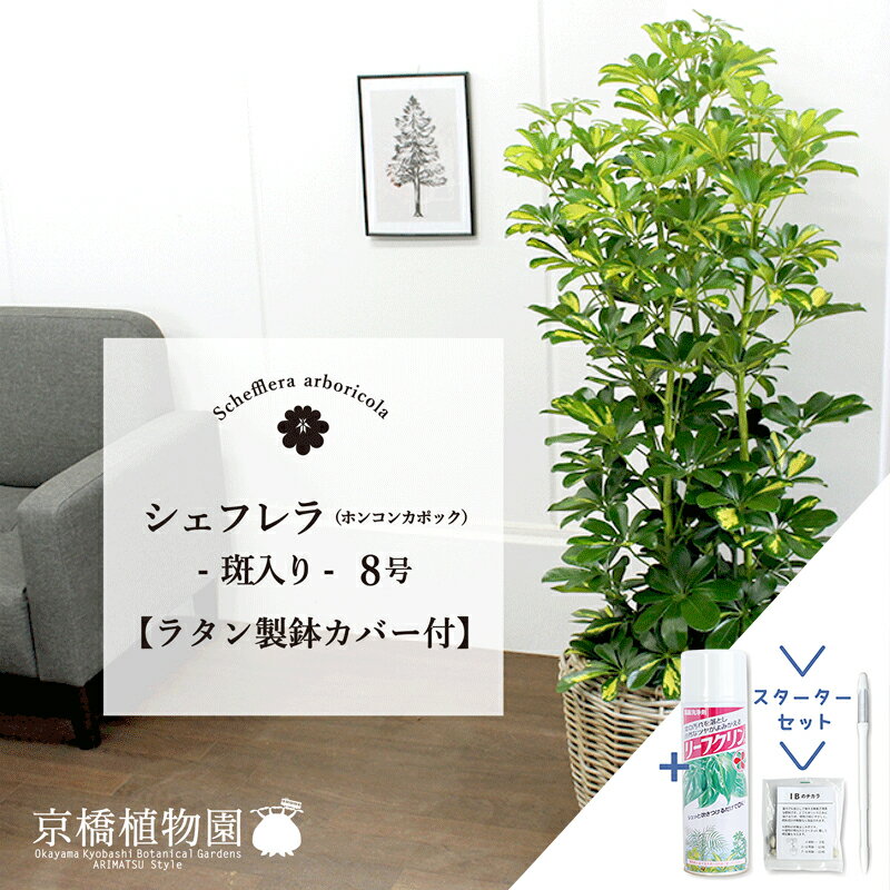 【SSクーポンあり】【スターターセット付】【ラタン製鉢カバー付き】【シェフレラ】ホンコンカポック　..